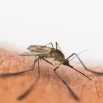 Mosquito-Menace-Blog