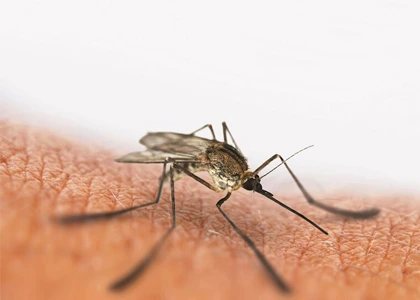 Mosquito-Menace-Blog